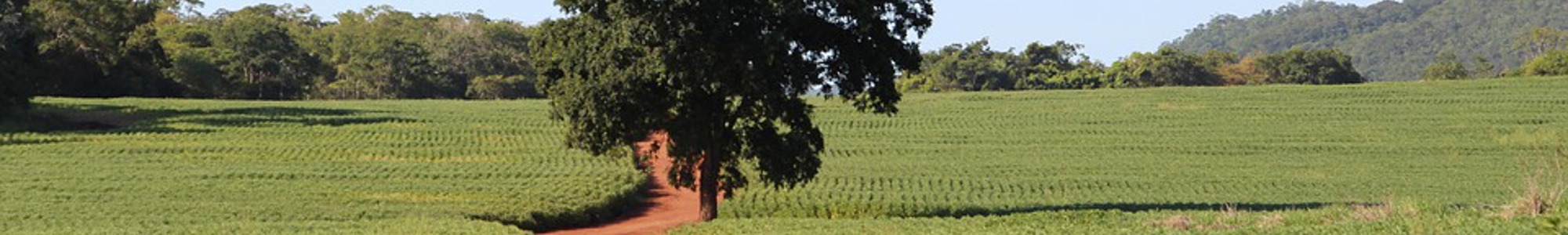Soy Field Brazil